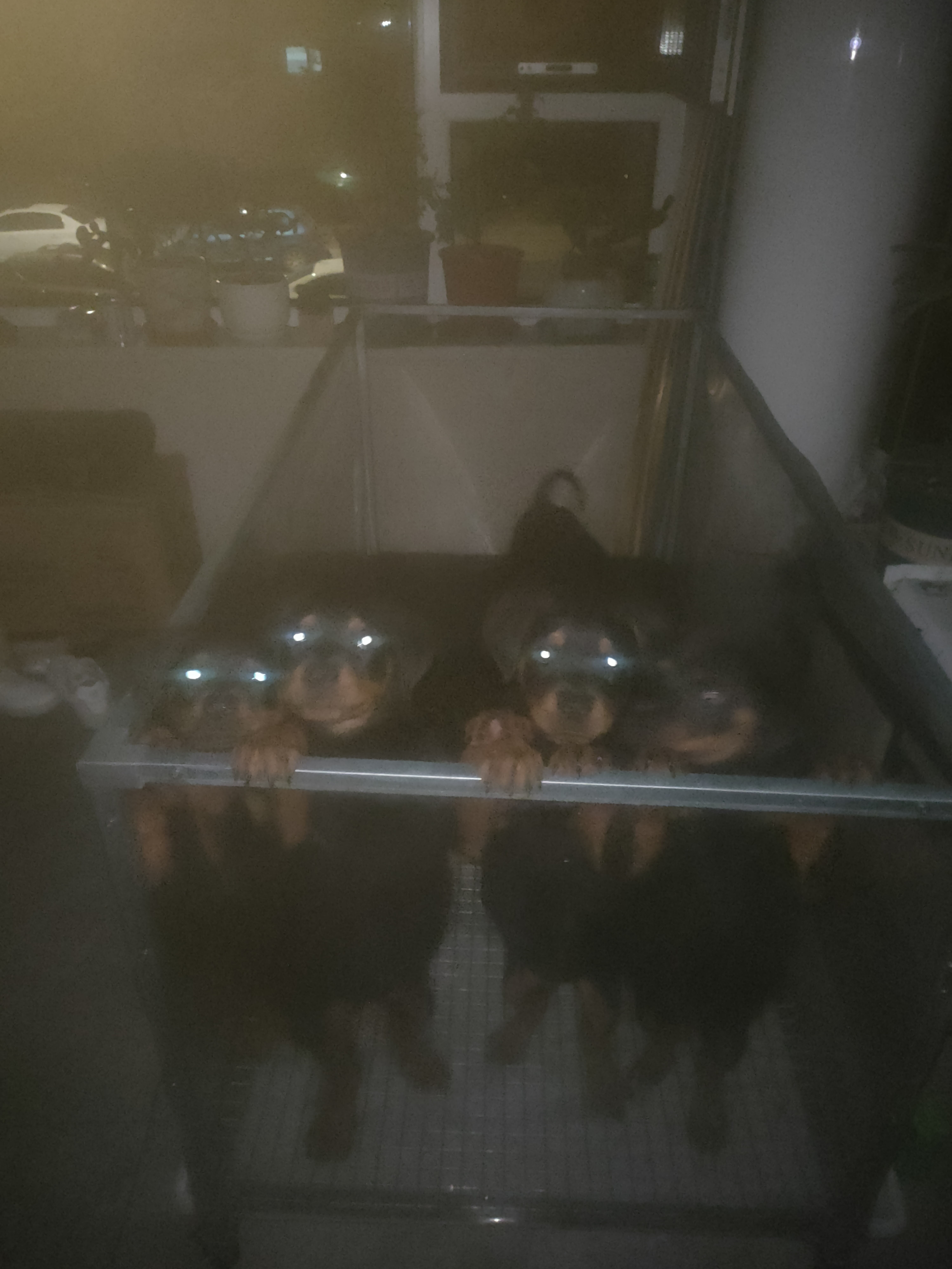 罗威纳幼犬急售